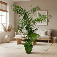 Comnox - Kentia Palm - Natuurlijke luchtverfrissing - 260cm