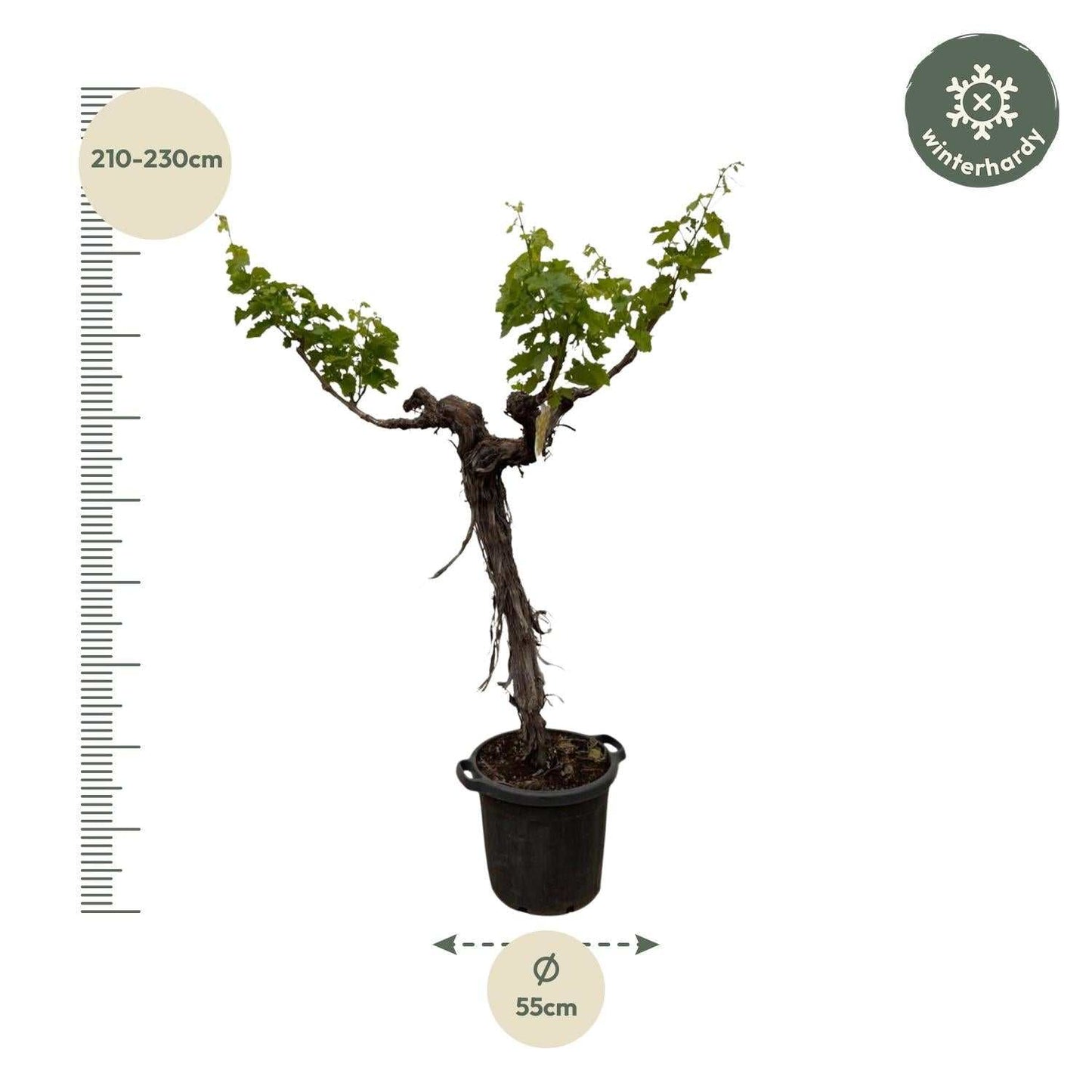 Vitis vinifera (druivenboom), stam vertakt, 200 cm hoog, pot ø55 cm