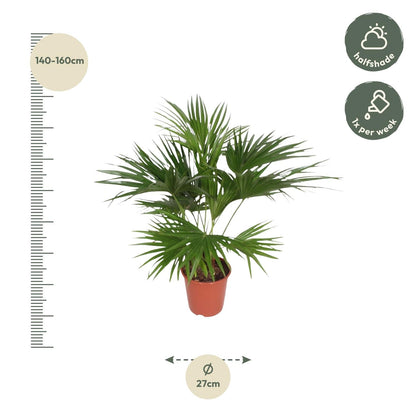Livistona chinensis (waaierpalm) 150 cm hoog, pot ø24 cm