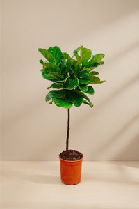 Ficus lyrata (vioolblad ficus) stam 130 cm hoog, pot ø24 cm