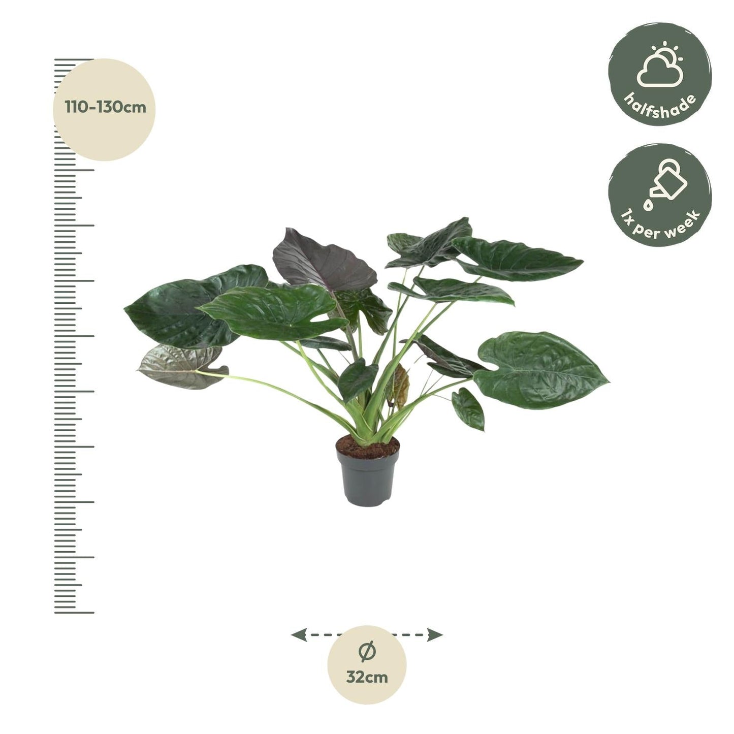 Alocasia wentii 120 cm hoog, pot ø32 cm