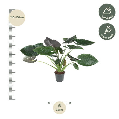 Alocasia wentii 120 cm hoog, pot ø32 cm
