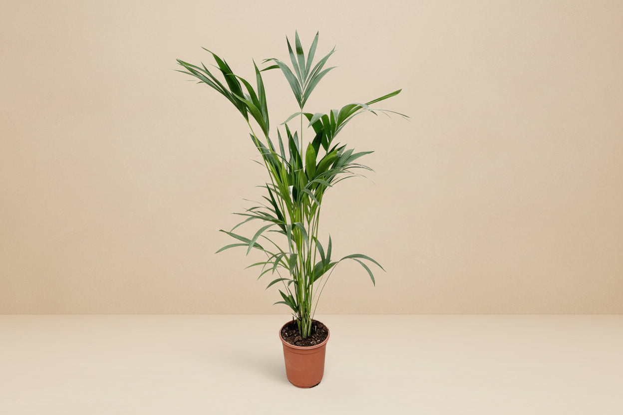Kentiapalm (Howea forsteriana) 160 cm hoog, pot ø24 cm