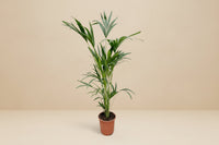 Kentiapalm (Howea forsteriana) 160 cm hoog, pot ø24 cm