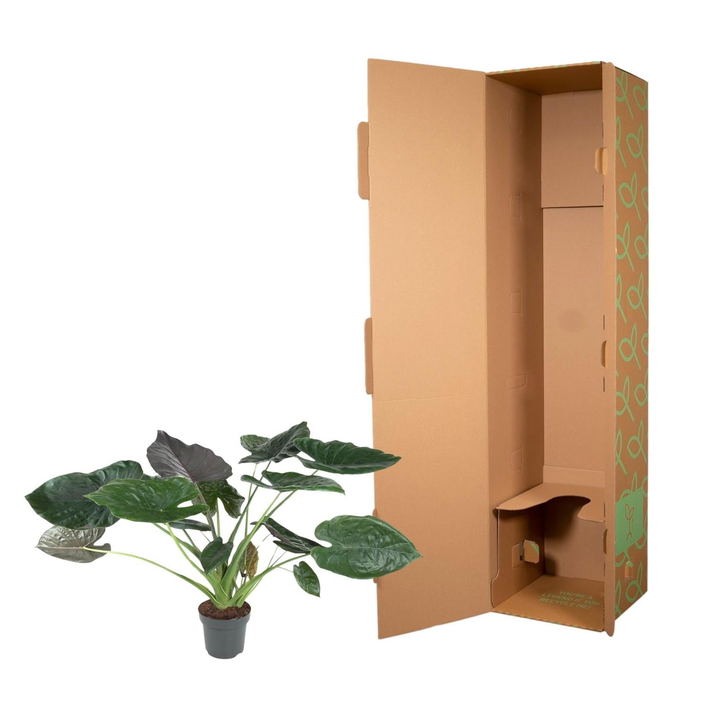 Alocasia wentii 120 cm hoog, pot ø32 cm