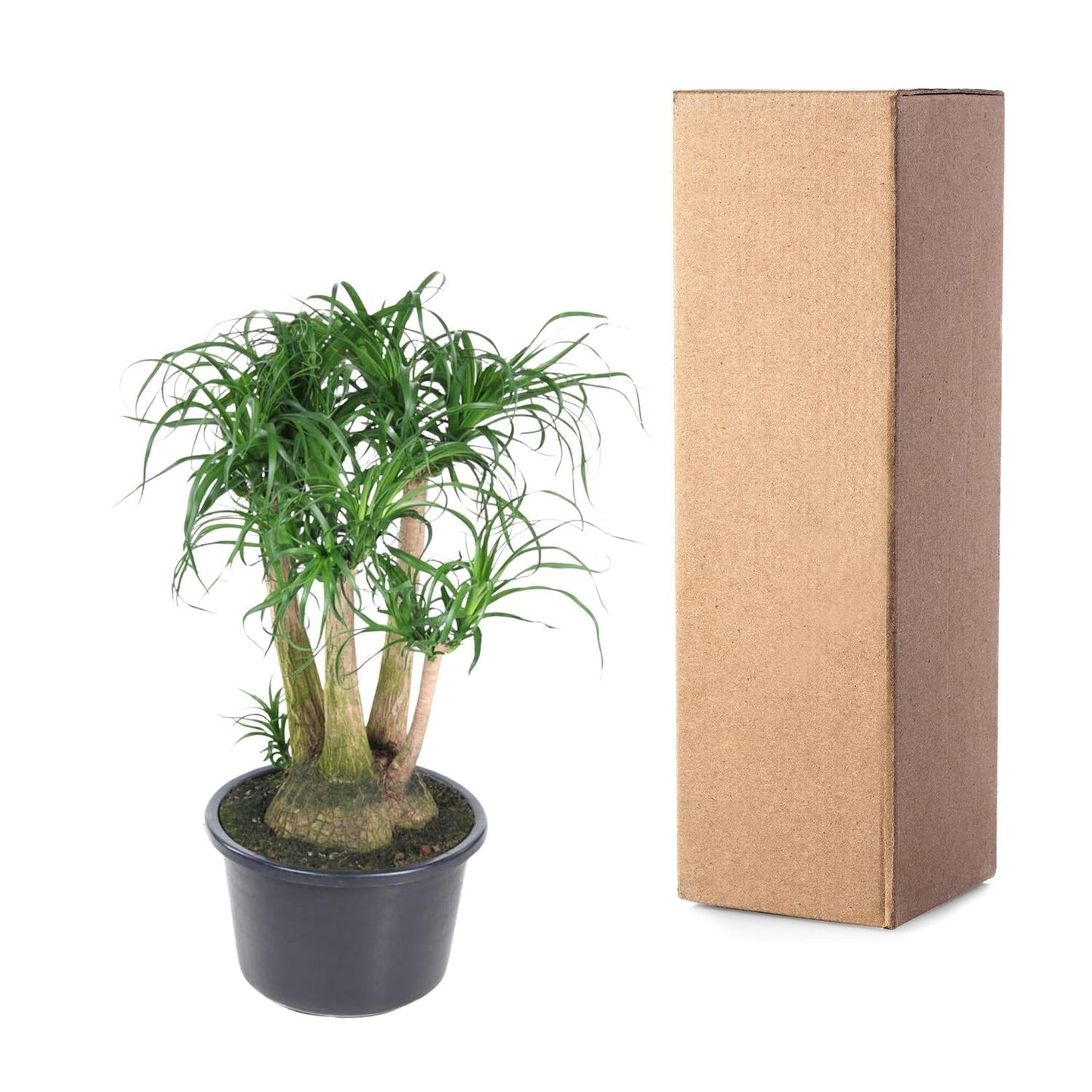 Beaucarnea (olifantsvoet) vertakt 110 cm hoog, pot ø41 cm