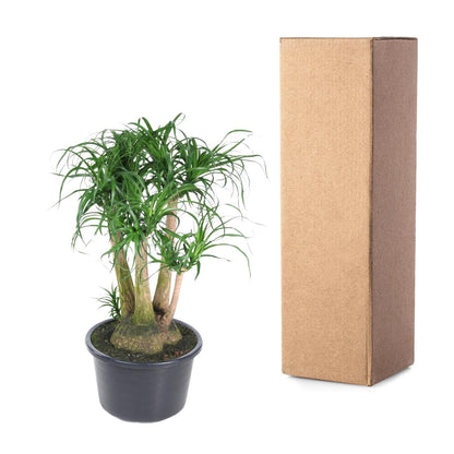 Beaucarnea (olifantsvoet) vertakt 110 cm hoog, pot ø41 cm