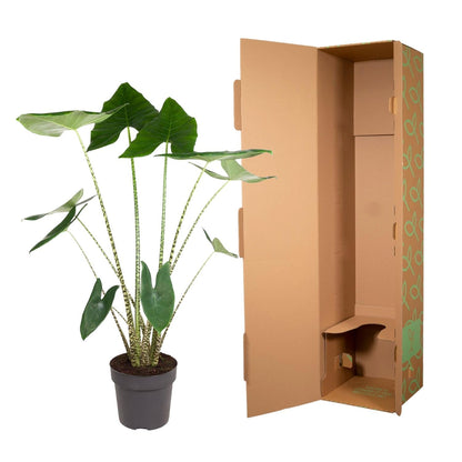 Alocasia Zebrina