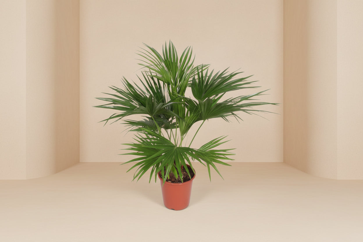 Livistona chinensis (waaierpalm) 150 cm hoog, pot ø24 cm