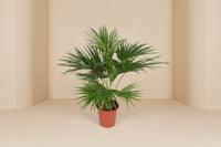Livistona chinensis (waaierpalm) 150 cm hoog, pot ø24 cm