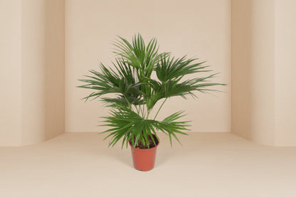 Livistona chinensis (waaierpalm) 150 cm hoog, pot ø24 cm