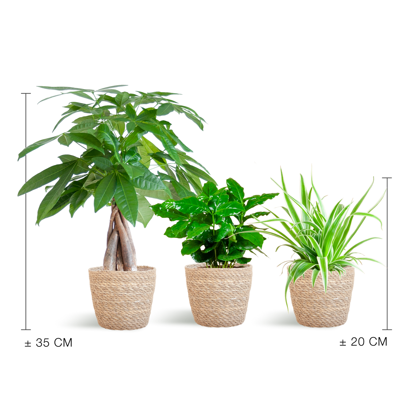 Diervriendelijke plantenbox met Sofia mand, set van 3
