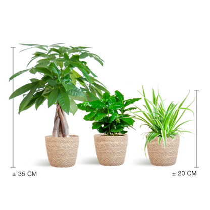 Diervriendelijke plantenbox met Sofia mand, set van 3