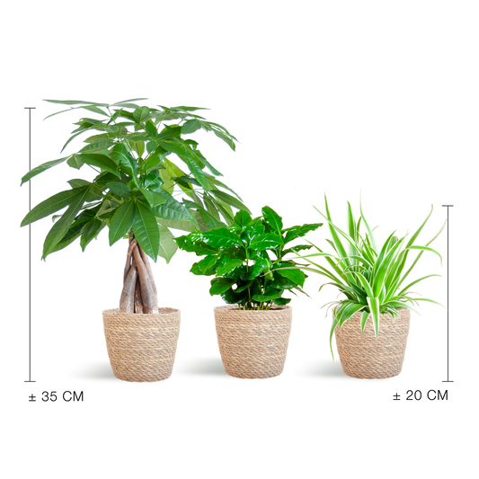 Groene kamerplanten in rieten potten, inclusief een klimplant en een vingerplant, geschikt voor binnenruimtes. Ideaal voor decoratie en luchtverfrissing in woon- en kantoorruimtes.