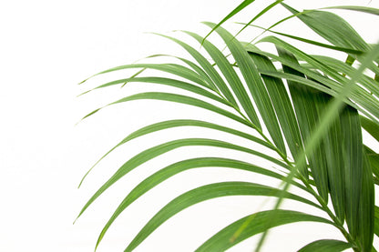 Kentiapalm (Howea forsteriana) 180 cm hoog, pot ø24 cm