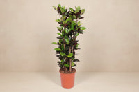 Codiaeum Iceton (croton) 190 cm hoog, pot ø45 cm