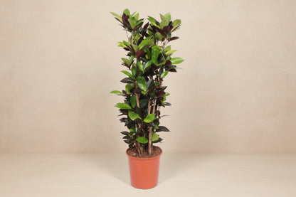 Codiaeum Iceton (croton) 190 cm hoog, pot ø45 cm