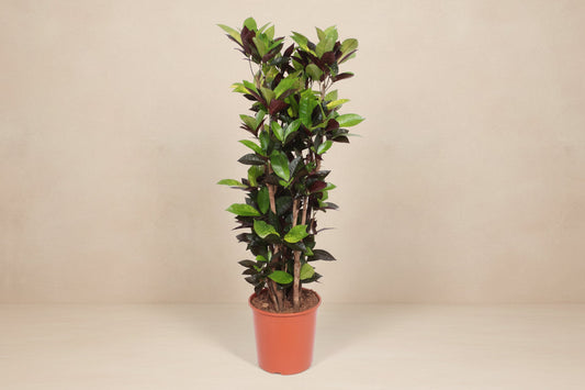 Een hoog, compacte kamerplant met glanzende groene en donkerrode bladeren, geplaatst in een oranje pot. Perfect voor binnenruimtes als decoratieve plant voor woonkamer of kantoor.