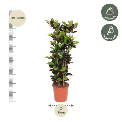 Codiaeum Iceton (croton) 190 cm hoog, pot ø45 cm