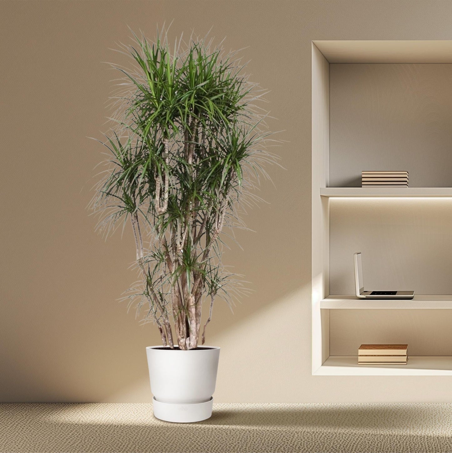 Dracaena marginata (drakenbloedboom) vertakt 220 cm hoog, pot ø40 cm