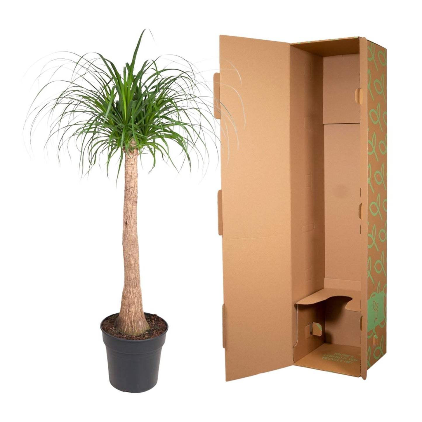 Beaucarnea (olifantsvoet) stam 120 cm hoog, pot ø32 cm