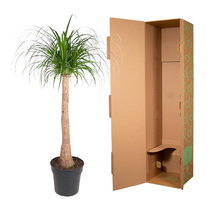 Beaucarnea (olifantsvoet) stam 120 cm hoog, pot ø32 cm
