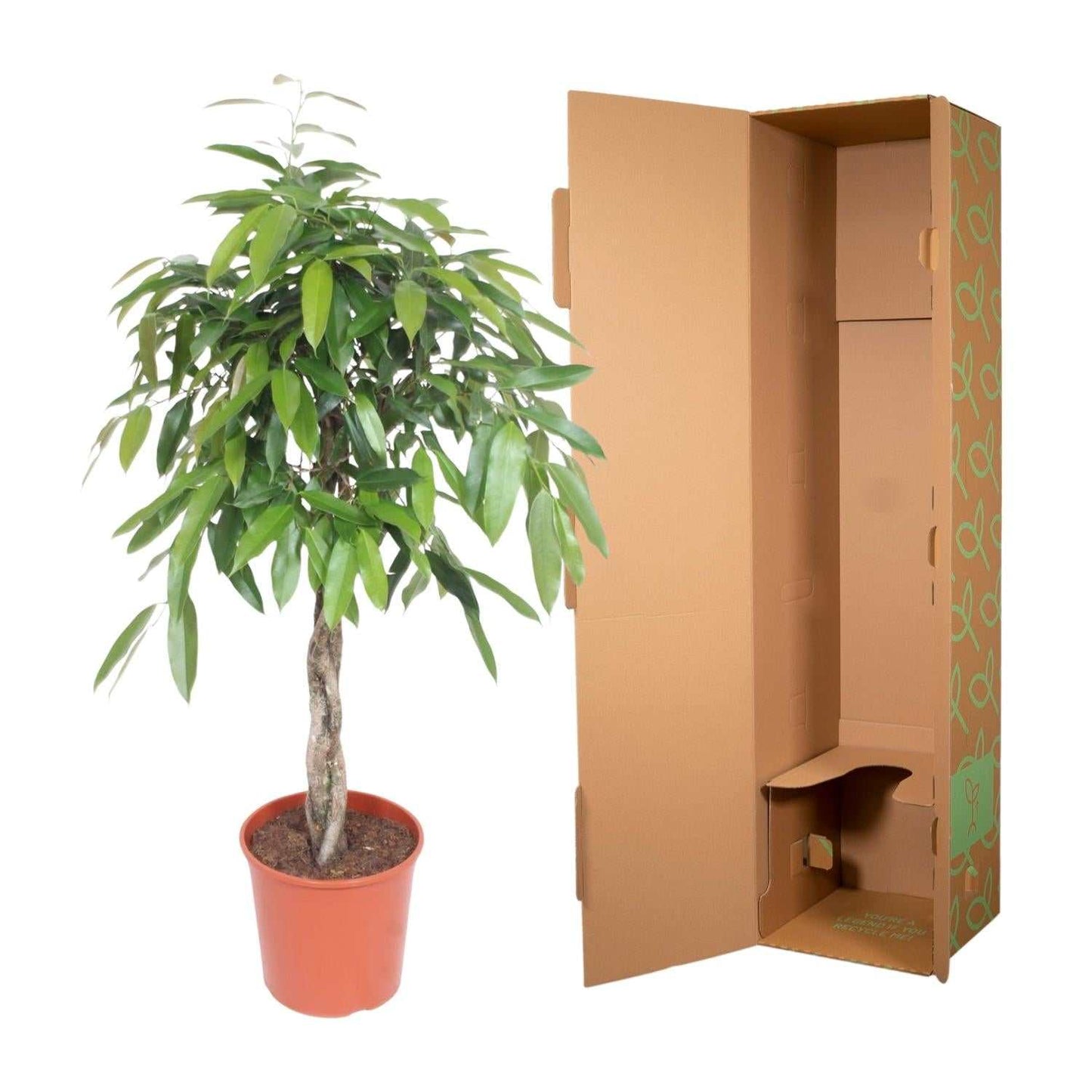 Ficus Amstel King 140cm - ø30