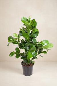Clusia rosea (handtekeningplant) 110 cm hoog, pot ø24 cm