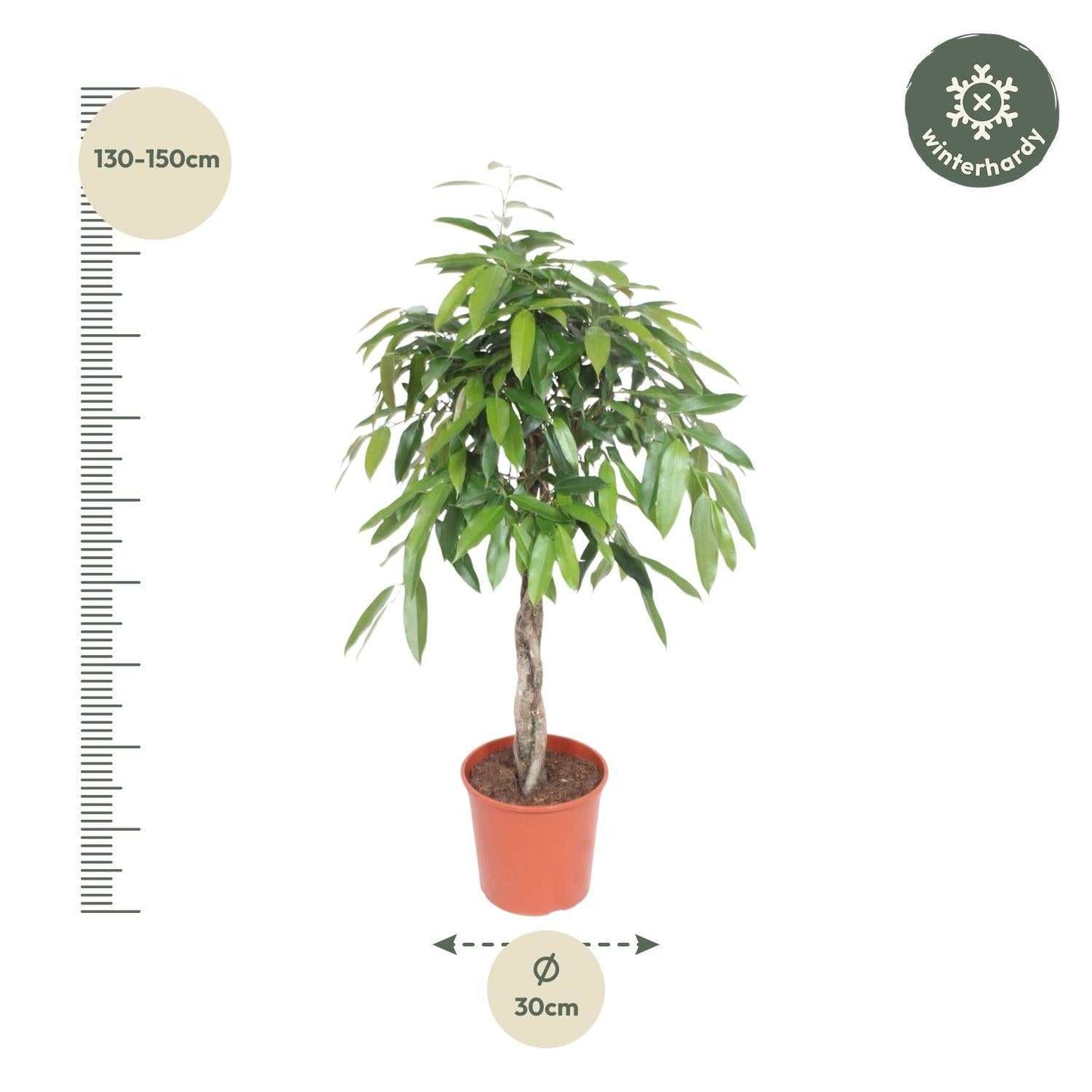 Ficus Amstel King 140cm - ø30