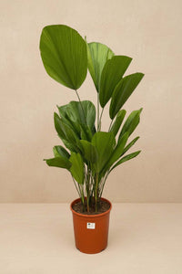 Licuala grandis 100 cm hoog, pot ø19 cm