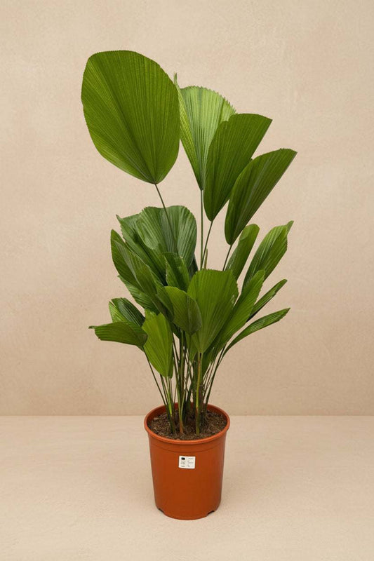 Een groene, bladrijke kamerplant met brede, palmachtige bladeren in een oranje pot, ideaal voor binnenruimtes. Perfect voor een natuurlijke, groene sfeer in woon- of kantoorruimtes.