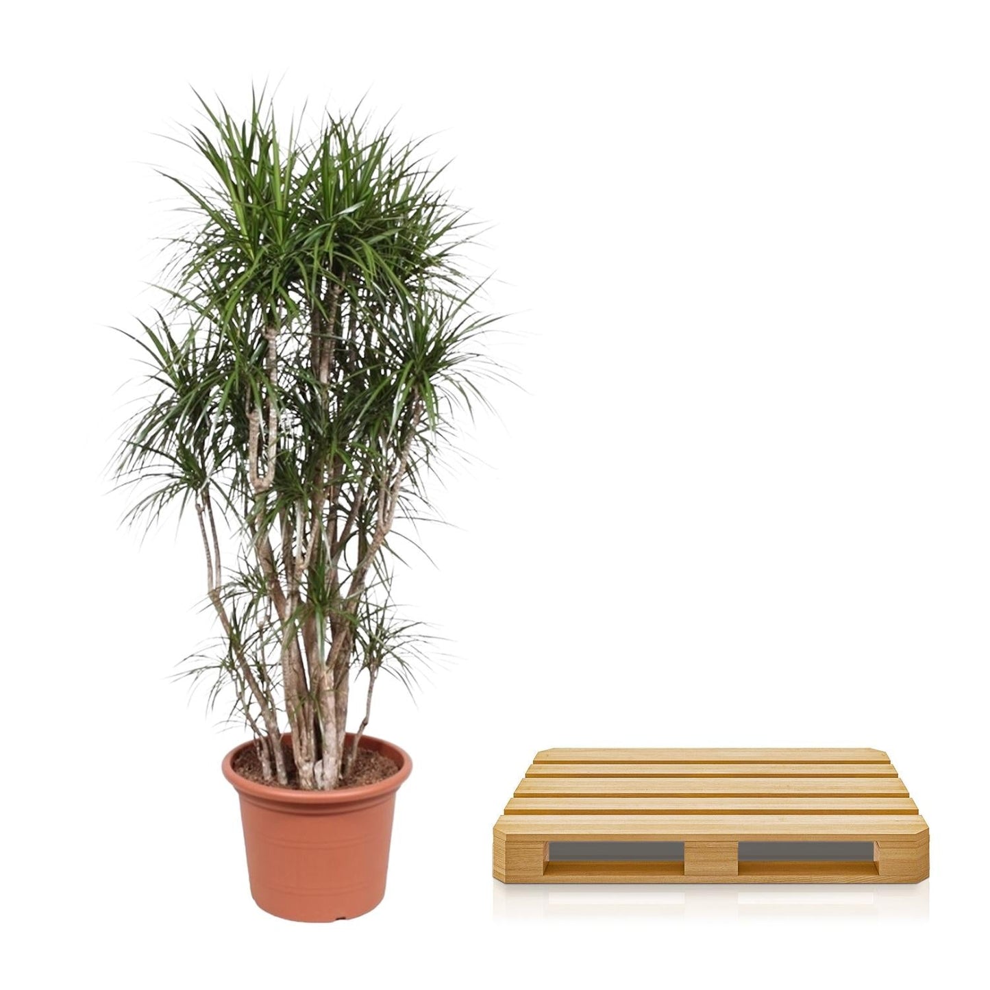 Dracaena marginata (drakenbloedboom) vertakt 220 cm hoog, pot ø40 cm