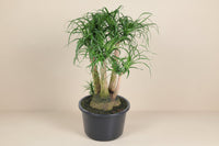 Beaucarnea (olifantsvoet) vertakt 110 cm hoog, pot ø41 cm