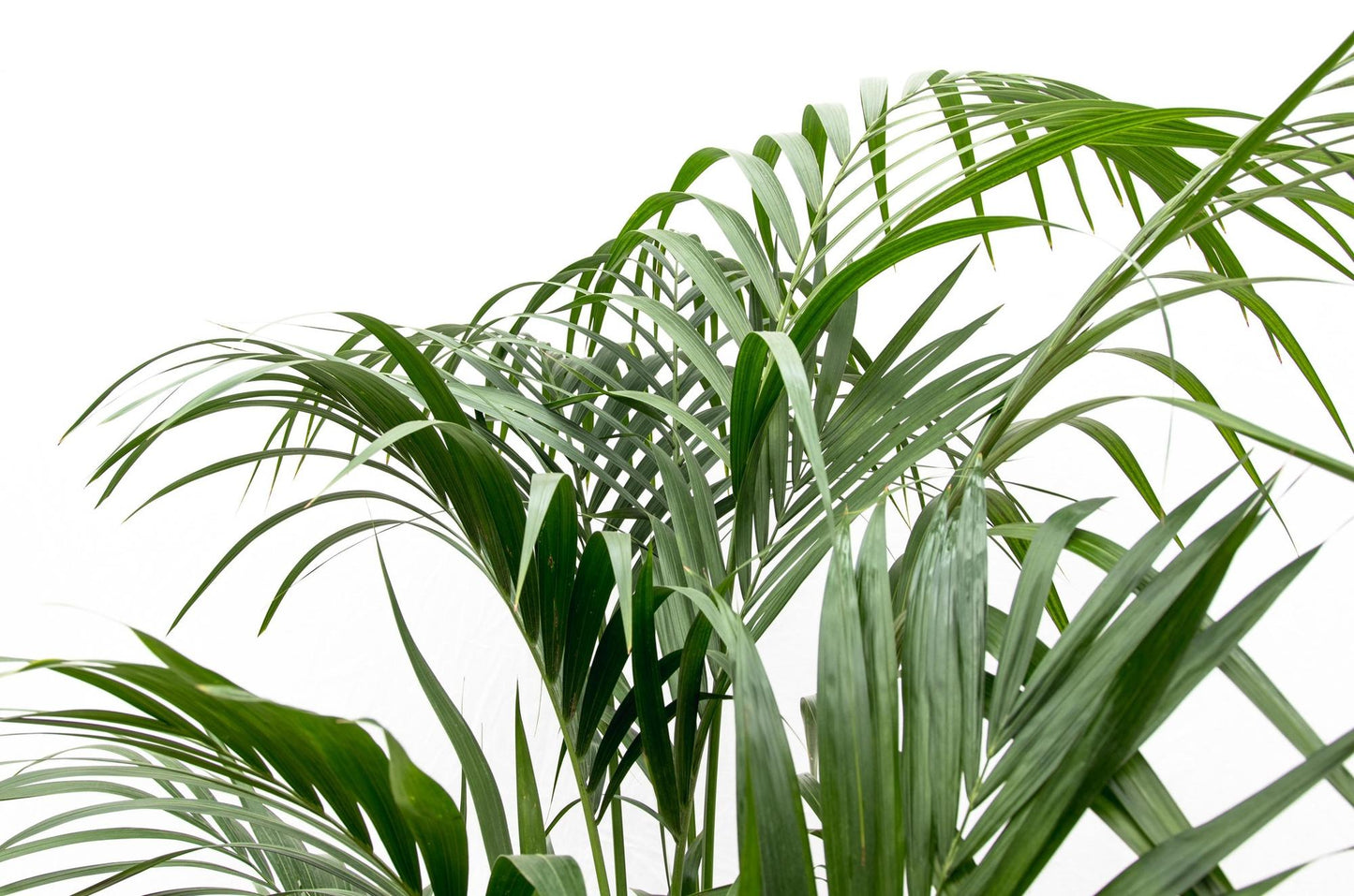 Kentia Palm 220cm - ø38