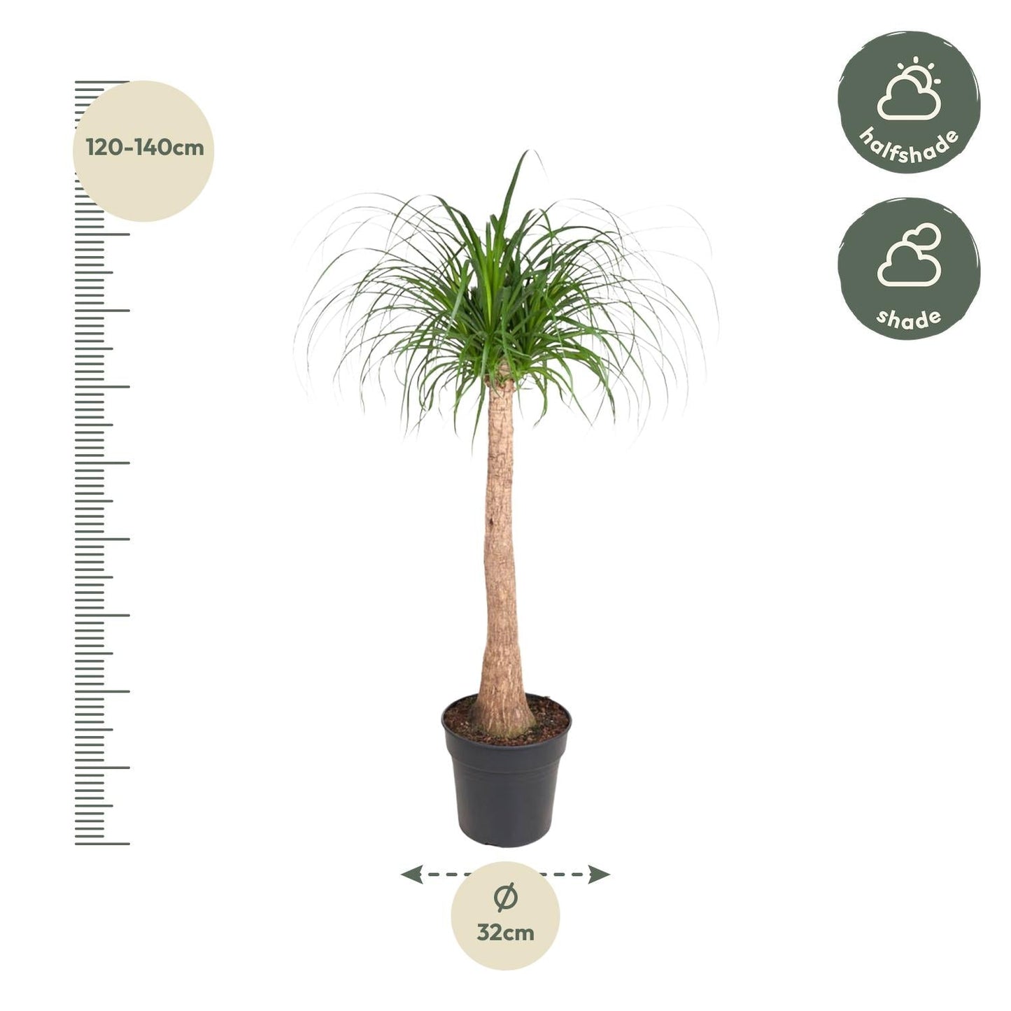 Beaucarnea (olifantsvoet) stam 120 cm hoog, pot ø32 cm