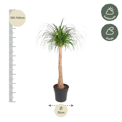 Beaucarnea (olifantsvoet) stam 120 cm hoog, pot ø32 cm