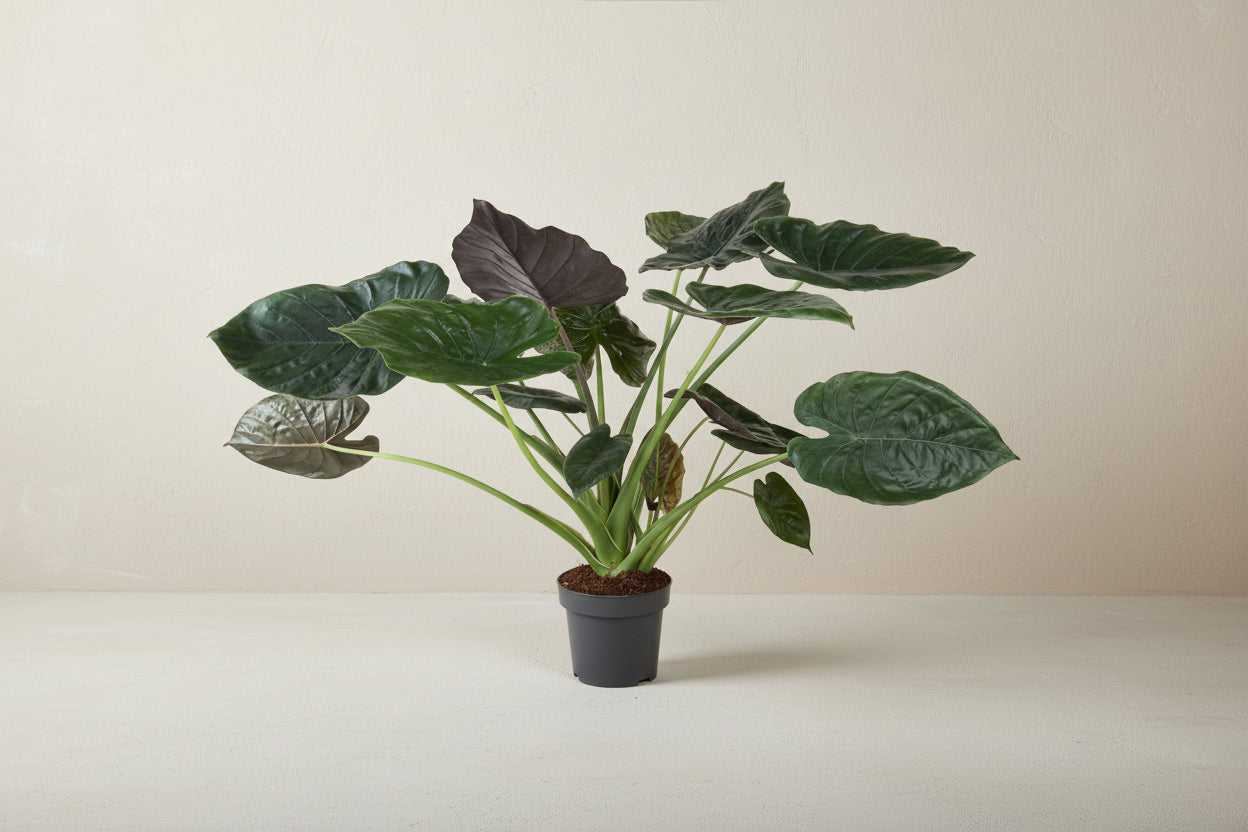 Alocasia wentii 120 cm hoog, pot ø32 cm