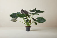Alocasia wentii 120 cm hoog, pot ø32 cm