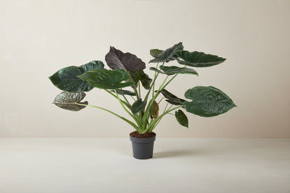 Alocasia wentii 120 cm hoog, pot ø32 cm