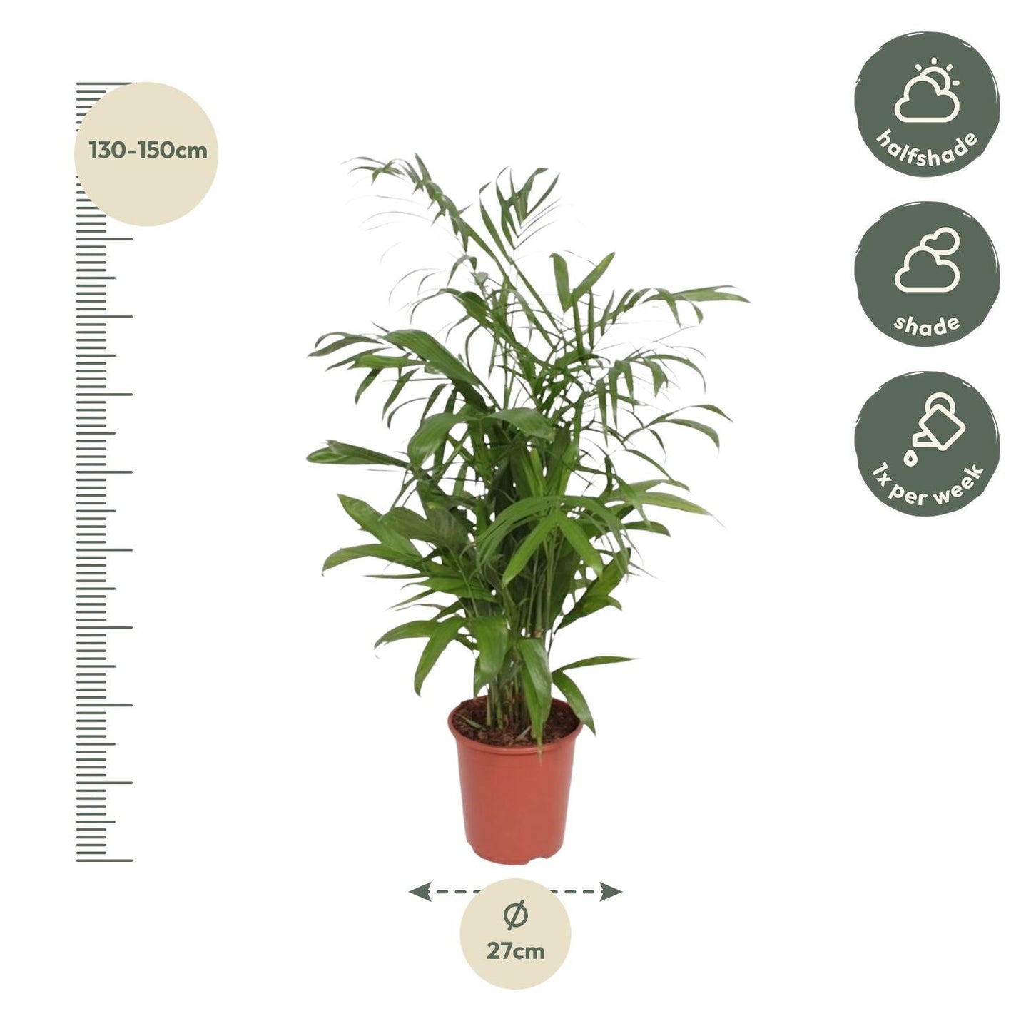 Chamaedorea seifrizii (bergpalm) 140 cm hoog, pot ø27 cm