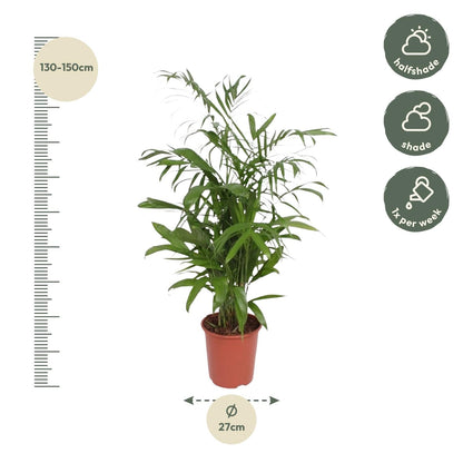 Chamaedorea seifrizii (bergpalm) 140 cm hoog, pot ø27 cm