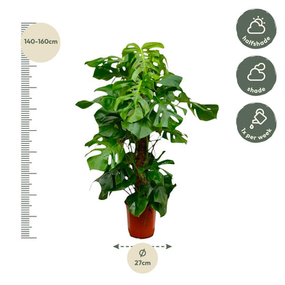 Monstera deliciosa (gatenplant) 140 cm hoog, pot ø27 cm