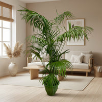 Kentia Palm 260cm - ø40