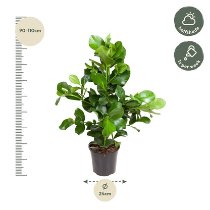 Clusia rosea (handtekeningplant) 110 cm hoog, pot ø24 cm