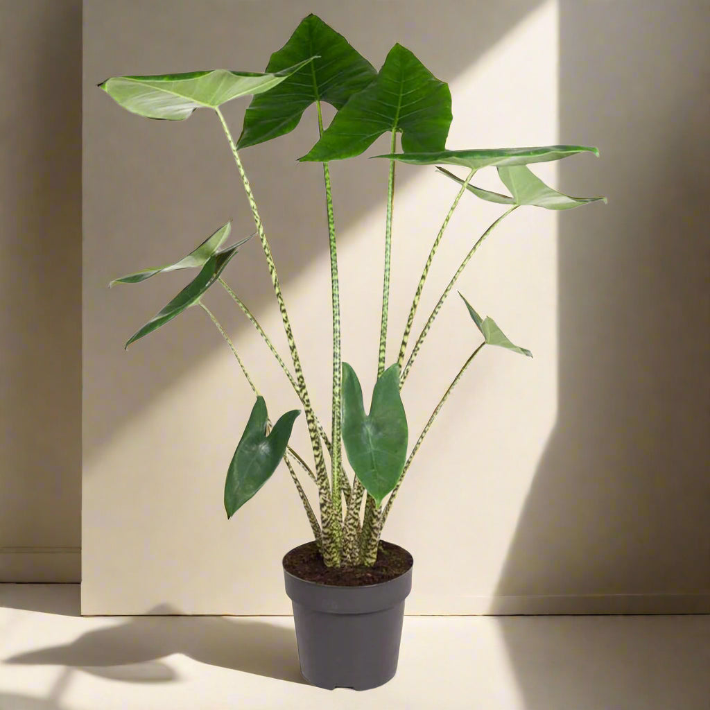 Alocasia Zebrina