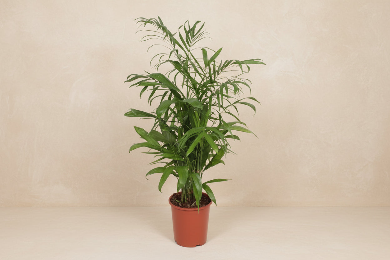 Chamaedorea seifrizii (bergpalm) 140 cm hoog, pot ø27 cm