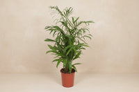 Chamaedorea seifrizii (bergpalm) 140 cm hoog, pot ø27 cm