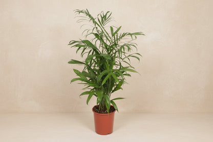 Chamaedorea seifrizii (bergpalm) 140 cm hoog, pot ø27 cm