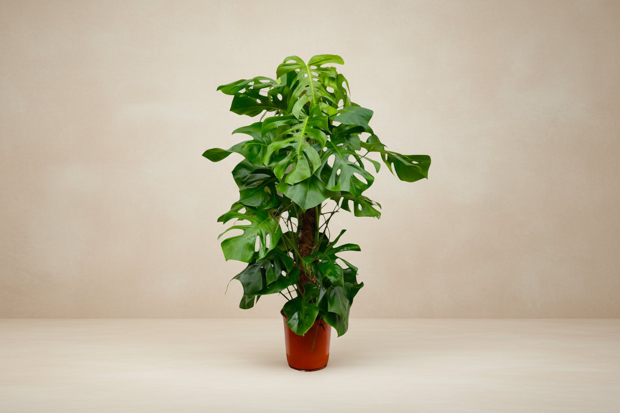 Monstera deliciosa (gatenplant) 140 cm hoog, pot ø27 cm