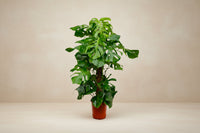 Monstera deliciosa (gatenplant) 140 cm hoog, pot ø27 cm